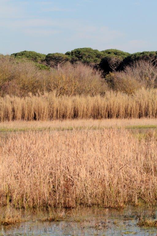 Emys e Natrix nel Parco Regionale MSRM